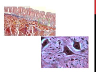 Tejido epitelial definicion y clasificacion