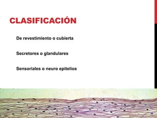 CLASIFICACIÓN
De revestimiento o cubierta
Secretores o glandulares
Sensoriales o neuro epitelios
 