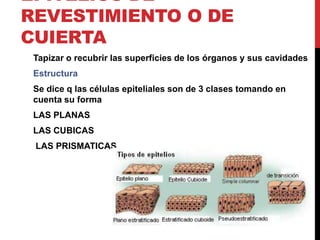 EPITELIOS DE
REVESTIMIENTO O DE
CUIERTA
Tapizar o recubrir las superficies de los órganos y sus cavidades
Estructura
Se dice q las células epiteliales son de 3 clases tomando en
cuenta su forma
LAS PLANAS
LAS CUBICAS
LAS PRISMATICAS
 