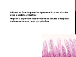 debido a su función protectora poseen micro vellosidades
cilios o pestañas vibrátiles
Amplían la superficie absorbente de las células y desplazar
partículas de moco y cuerpos extraños
 