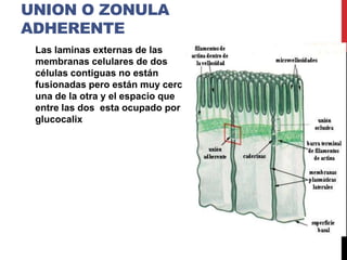 UNION O ZONULA
ADHERENTE
Las laminas externas de las
membranas celulares de dos
células contiguas no están
fusionadas pero están muy cerca
una de la otra y el espacio que
entre las dos esta ocupado por
glucocalix
 