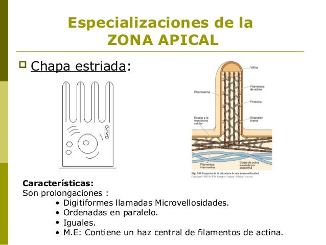 TEJIDO EPITELIAL DE REVESTIMIENTO