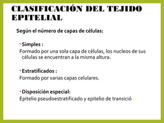 CLASIFICACIÓN DEL TEJIDO
EPITELIAL
Según el número de capas de células:
• Simples :
Formado por una sola capa de células, los nucleos de sus
células se encuentran a la misma altura.
• Estratificados :
Formado por varias capas celulares.
• Disposición especial:
Epitelio pseudoestratificado y epitelio de transición.
 