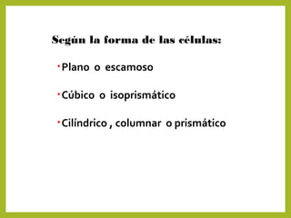 Según la forma de las células:
•Plano o escamoso
•Cúbico o isoprismático
•Cilíndrico , columnar o prismático
 