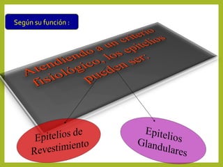 Según su función :
 