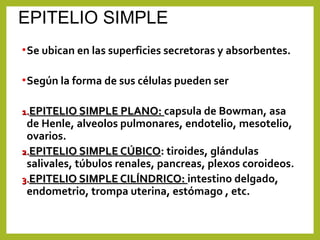 EPITELIO SIMPLE
•Se ubican en las superficies secretoras y absorbentes.
•Según la forma de sus células pueden ser
1.1.EPITELIO SIMPLE PLANO:EPITELIO SIMPLE PLANO: capsula de Bowman, asa
de Henle, alveolos pulmonares, endotelio, mesotelio,
ovarios.
2.2.EPITELIO SIMPLE CÚBICOEPITELIO SIMPLE CÚBICO: tiroides, glándulas
salivales, túbulos renales, pancreas, plexos coroideos.
3.3.EPITELIO SIMPLE CILÍNDRICO:EPITELIO SIMPLE CILÍNDRICO: intestino delgado,
endometrio, trompa uterina, estómago , etc.
 