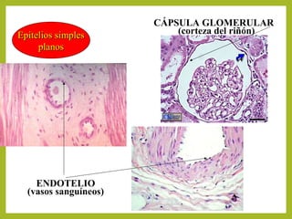 Epitelios simplesEpitelios simples
planosplanos
ENDOTELIO
(vasos sanguíneos)
CÁPSULA GLOMERULAR
(corteza del riñón)
 