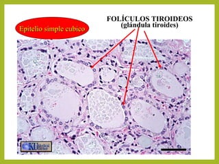 Epitelio simple cubicoEpitelio simple cubico
FOLÍCULOS TIROIDEOS
(glándula tiroides)
 