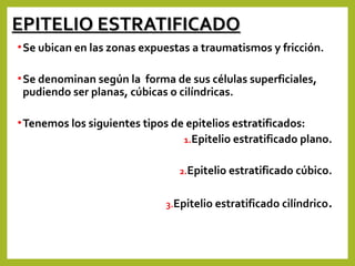 EPITELIO ESTRATIFICADOEPITELIO ESTRATIFICADO
•Se ubican en las zonas expuestas a traumatismos y fricción.
•Se denominan según la forma de sus células superficiales,
pudiendo ser planas, cúbicas o cilíndricas.
•Tenemos los siguientes tipos de epitelios estratificados:
1.Epitelio estratificado plano.
2.Epitelio estratificado cúbico.
3.Epitelio estratificado cilíndrico.
 