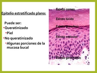 Epitelio estratificado plano:
Puede ser:
•Queratinizado
•Piel
•No queratinizado
•Algunas porciones de la
mucosa bucal
Estrato corneo
Estrato lúcido
Estrato granuloso
Estrato espinoso
Estrato germinativo
 