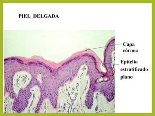 PIEL DELGADAPIEL DELGADA
Capa
córnea
Epitelio
estratificado
plano
 