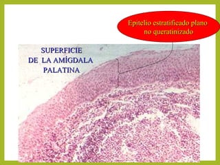 2
SUPERFICIESUPERFICIE
DE LA AMÍGDALADE LA AMÍGDALA
PALATINAPALATINA
Epitelio estratificado planoEpitelio estratificado plano
no queratinizadono queratinizado
 