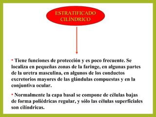 ESTRATIFICADOESTRATIFICADO
CILÍNDRICOCILÍNDRICO
• Tiene funciones de protección y es poco frecuente. Se
localiza en pequeñas zonas de la faringe, en algunas partes
de la uretra masculina, en algunos de los conductos
excretorios mayores de las glándulas compuestas y en la
conjuntiva ocular.
• Normalmente la capa basal se compone de células bajas
de forma poliédricas regular, y sólo las células superficiales
son cilíndricas.
 