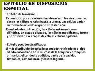 EpitElio En disposición
EspEcial
•Epitelio de transición:
Es conocido por su exclusividad de revestir las vías urinarias,
desde los cálices renales hasta la uretra. Las células varían
su forma de acuerdo al grado de distensión.
En estado de contracción, las células están en forma
cilíndrica. En estado dilatado, las células modifican su forma
y se observan 1 o 2 capas de células cúbicas o planas.
•Epitelio pseudoestratificado:
El más distribuido de epitelio pseudoestratificado es el tipo
ciliado encontrado en la mucosa de la tráquea y bronquios
primarios, el conducto auditivo, parte de la cavidad
timpánica, cavidad nasal y el saco lagrimal.
 