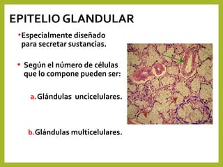 EPITELIO GLANDULAR
•Especialmente diseñado
para secretar sustancias.
• Según el número de células
que lo compone pueden ser:
a.Glándulas uncicelulares.
b.Glándulas multicelulares.
 
