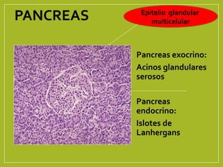 PANCREAS
Pancreas exocrino:
Acinos glandulares
serosos
Pancreas
endocrino:
Islotes de
Lanhergans
Epitelio glandular
multicelular
 
