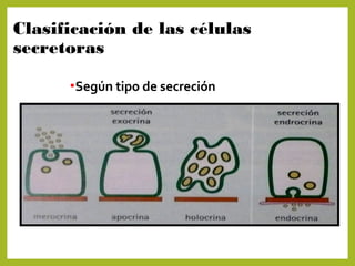 Clasificación de las células
secretoras
•Según tipo de secreción
 