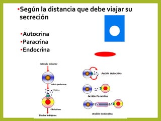 •Según la distancia que debe viajar su
secreción
•Autocrina
•Paracrina
•Endocrina
 
