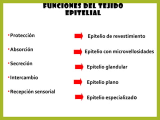 Funciones del tejido
epitelial
•Protección
•Absorción
•Secreción
•Intercambio
•Recepción sensorial
Epitelio de revestimiento
Epitelio con microvellosidades
Epitelio glandular
Epitelio plano
Epitelio especializado
 