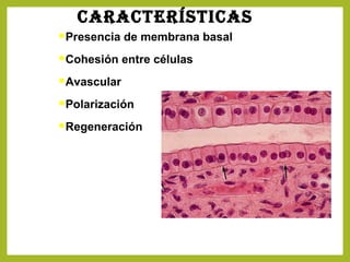 CaraCTErísTiCas
Presencia de membrana basal
Cohesión entre células
Avascular
Polarización
Regeneración
Epitelio
Tejido
conjuntivo
 