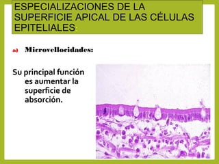 ESPECIALIZACIONES DE LA
SUPERFICIE APICAL DE LAS CÉLULAS
EPITELIALES:
a) Microvellocidades:
Su principal función
es aumentar la
superficie de
absorción.
 