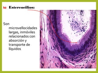 b) Estereocilios:
Son
microvellocidades
largas, inmóviles
relacionados con
absorción y
transporte de
líquidos
 