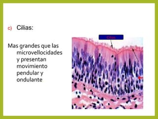 c) Cilias:
Mas grandes que las
microvellocidades
y presentan
movimiento
pendular y
ondulante.
Cilios
 