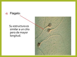 d) Flagelo:
Su estructura es
similar a un cilio
pero de mayor
longitud.
 