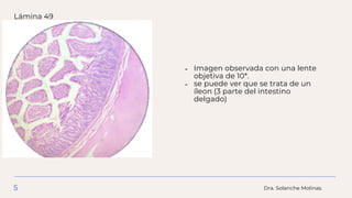 Lámina 49
Imagen observada con una lente

objetiva de 10*.
se puede ver que se trata de un

íleon (3 parte del intestino

...