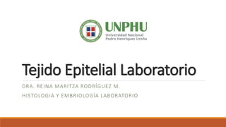 Tejido Epitelial Laboratorio
DRA. REINA MARITZA RODRÍGUEZ M.
HISTOLOGIA Y EMBRIOLOGÍA LABORATORIO
 