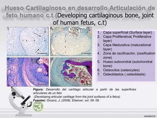 1. Capa superficial (Surface layer)
2. Capa Proliferativa( Proliferative
layer)
3. Capa Madurativa (maturational
layer)
4. Zona de oscificación. (ossification
zone)
5. Hueso subcondral (subchondral
bone)
6. Osteocitos (osteocytes)
7. Osteoblastos ( osteoblasts)
Figura: Desarrollo del cartílago articular a partir de las superficies
articulares de un feto
(Developing articular cartilage from the joint surfaces of a fetus)
Fuentes: Orozco, J. (2008). Elseiver, vol. 59: 08.
 