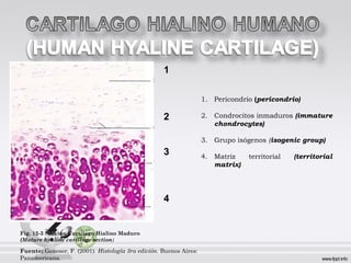 1
2
3
4
Fig. 12-3 Sección Cartilago Hialino Maduro
(Mature hyaline cartilage section)
Fuente: Geneser, F. (2001). Histología 3ra edición. Buenos Aires:
Panamericana.
1. Pericondrio (pericondrio)
2. Condrocitos inmaduros (immature
chondrocytes)
3. Grupo isógenos (isogenic group)
4. Matriz territorial (territorial
matrix)
 