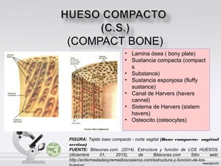 • Lamina ósea ( bony plate)
• Sustancia compacta (compact
s
• Substance)
• Sustancia esponjosa (fluffy
sustance)
• Canal de Harvers (havers
cannel)
• Sistema de Harvers (sistem
havers)
• Osteocito (osteocytes)
FIGURA: Tejido óseo compacto - corte sagital (Bone compacto- sagittal
section)
FUENTE: Bitacoras.com. (2014). Estructura y función de LOS HUESOS.
(diciembre 01, 2015), de Bitacoras.com Sitio web:
http://enfermedadesyremedioscaseros.com/estructura-y-funcion-de-los-
 