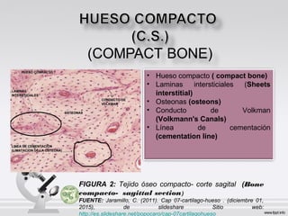 • Hueso compacto ( compact bone)
• Laminas intersticiales (Sheets
interstitial)
• Osteonas (osteons)
• Conducto de Volkman
(Volkmann's Canals)
• Línea de cementación
(cementation line)
FIGURA 2: Tejido óseo compacto- corte sagital (Bone
compacto- sagittal section)
FUENTE: Jaramillo, C. (2011). Cap 07-cartilago-hueso . (diciembre 01,
2015), de slideshare Sitio web:
http://es.slideshare.net/popocaro/cap-07cartilagohueso
 