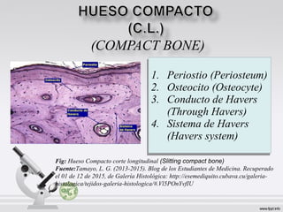 1. Periostio (Periosteum)
2. Osteocito (Osteocyte)
3. Conducto de Havers
(Through Havers)
4. Sistema de Havers
(Havers system)
1. Periostio (Periosteum)
2. Osteocito (Osteocyte)
3. Conducto de Havers
(Through Havers)
4. Sistema de Havers
(Havers system)
Fig: Hueso Compacto corte longitudinal (Slitting compact bone)
Fuente:Tamayo, L. G. (2013-2015). Blog de los Estudiantes de Medicina. Recuperado
el 01 de 12 de 2015, de Galería Histológica: http://esemediquito.cubava.cu/galeria-
histologica/tejidos-galeria-histologica/#.Vl5POnYvfIU
 
