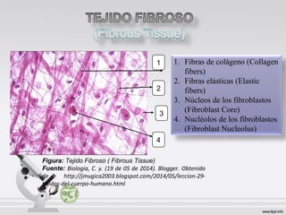 1
4
2
3
1. Fibras de colágeno (Collagen
fibers)
2. Fibras elásticas (Elastic
fibers)
3. Núcleos de los fibroblastos
(Fibroblast Core)
4. Nucléolos de los fibroblastos
(Fibroblast Nucleolus)
Figura: Tejido Fibroso ( Fibrous Tissue)
Fuente: Biologia, C. y. (19 de 05 de 2014). Blogger. Obtenido
de http://jmugica2003.blogspot.com/2014/05/leccion-29-
tejidos-del-cuerpo-humano.html
 