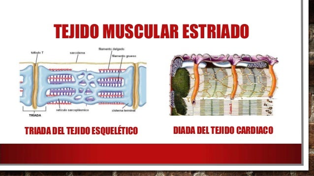 TEJIDO MUSCULAR ESQUELÉTICO VS CARDIACO