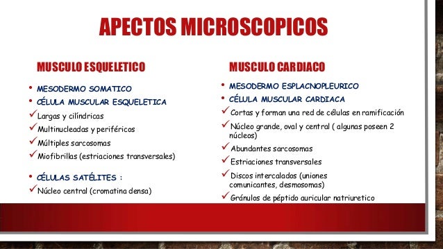 TEJIDO MUSCULAR ESQUELÉTICO VS CARDIACO TEJIDO MUSCULAR ESQUELÉTICO VS CARDIACO
