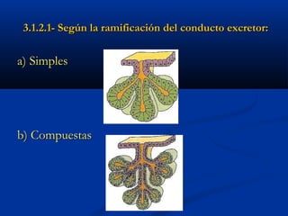 3.1.2.1- Según la ramificación del conducto excretor:3.1.2.1- Según la ramificación del conducto excretor:
a) Simplesa) Simples
b) Compuestasb) Compuestas
 