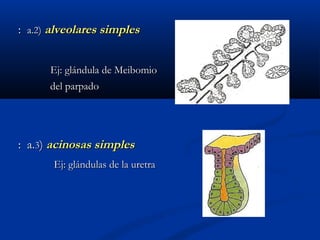 :: a.a.22)) alveolares simplesalveolares simples
Ej: glándula de MeibomioEj: glándula de Meibomio
del parpadodel parpado
: a.: a.33)) acinosas simplesacinosas simples
Ej: glándulas de la uretraEj: glándulas de la uretra
 