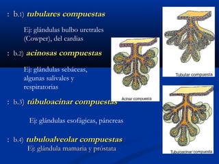 : b: b..11)) tubulares compuestastubulares compuestas
:: b.b.22)) acinosas compuestasacinosas compuestas
:: bb..33)) túbuloacinar compuestastúbuloacinar compuestas
Ej: glándulas esofágicas, páncreas
:: b.b.44)) tubuloalveolar compuestastubuloalveolar compuestas
Ej: glándula mamaria y próstataEj: glándula mamaria y próstata
Ej: glándulas sebáceas,
algunas salivales y
respiratorias
Ej: glándulas bulbo uretrales
(Cowper), del cardias
 