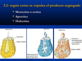 3.2- según como se expulsa el producto segregado3.2- según como se expulsa el producto segregado
 Merocrina o ecrinaMerocrina o ecrina
 ApocrinaApocrina
 HolocrinaHolocrina
 