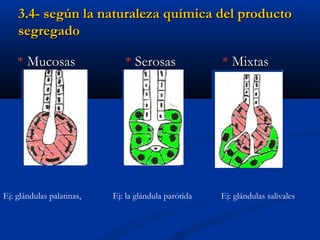 3.4-3.4- según la naturaleza química del productosegún la naturaleza química del producto
segregadosegregado
** MucosasMucosas ** SerosasSerosas ** MixtasMixtas
Ej: glándulas palatinas, Ej: la glándula parótida Ej: glándulas salivales
 