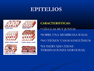 EPITELIOS
CARACTERISTICAS:
• CÉLULAS MUY JUNTAS
•SOBRE UNA MEMBRANA BASAL
•NO TIENEN VASOS SANGUÍNEOS
•ES INERVADO (TIENE
TERMINACIONES NERVIOSAS)
 