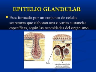 EPITELIO GLANDULAREPITELIO GLANDULAR
 Esta formado por un conjunto de célulasEsta formado por un conjunto de células
secretoras que elaboran una o varias sustanciassecretoras que elaboran una o varias sustancias
específicas, según las necesidades del organismo.específicas, según las necesidades del organismo.
 