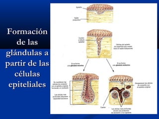 FormaciónFormación
de lasde las
glándulas aglándulas a
partir de laspartir de las
célulascélulas
epitelialesepiteliales
 