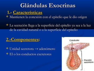 Glándulas ExocrinasGlándulas Exocrinas
1.-1.- CaracterísticasCaracterísticas
 Mantienen la conexión con el epitelio que le dio origenMantienen la conexión con el epitelio que le dio origen
 La secreción llega a la superficie del epitelio ya sea a la luzLa secreción llega a la superficie del epitelio ya sea a la luz
de la cavidad natural o a la superficie del epiteliode la cavidad natural o a la superficie del epitelio
2.-Componentes2.-Componentes::
 Unidad secretora → adenómeroUnidad secretora → adenómero
 El o los conductos excretoresEl o los conductos excretores
 