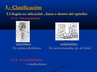 33.- Clasificación.- Clasificación
3.1-Según su ubicación , fuera o dentro del epitelio:3.1-Según su ubicación , fuera o dentro del epitelio:
3.1.1.- Intraepiteliales3.1.1.- Intraepiteliales::
unicelularesunicelulares:: multicelularesmulticelulares
Ej: células caliciformes Ej: uretra masculina (gl. de Littré)Ej: células caliciformes Ej: uretra masculina (gl. de Littré)
3.1.2.- Extraepiteliales3.1.2.- Extraepiteliales::
→→ multicelularesmulticelulares
 