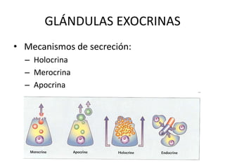 Tejido glandular 2 | PPTX