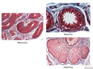 Tejido glandular 2 | PPTX